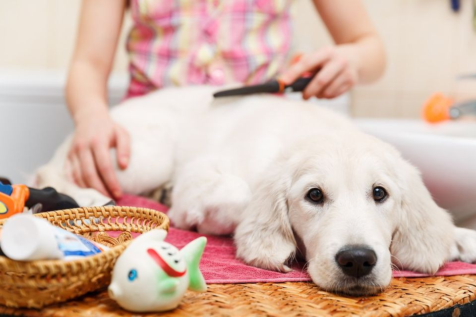 Very shops important puppy mobile grooming